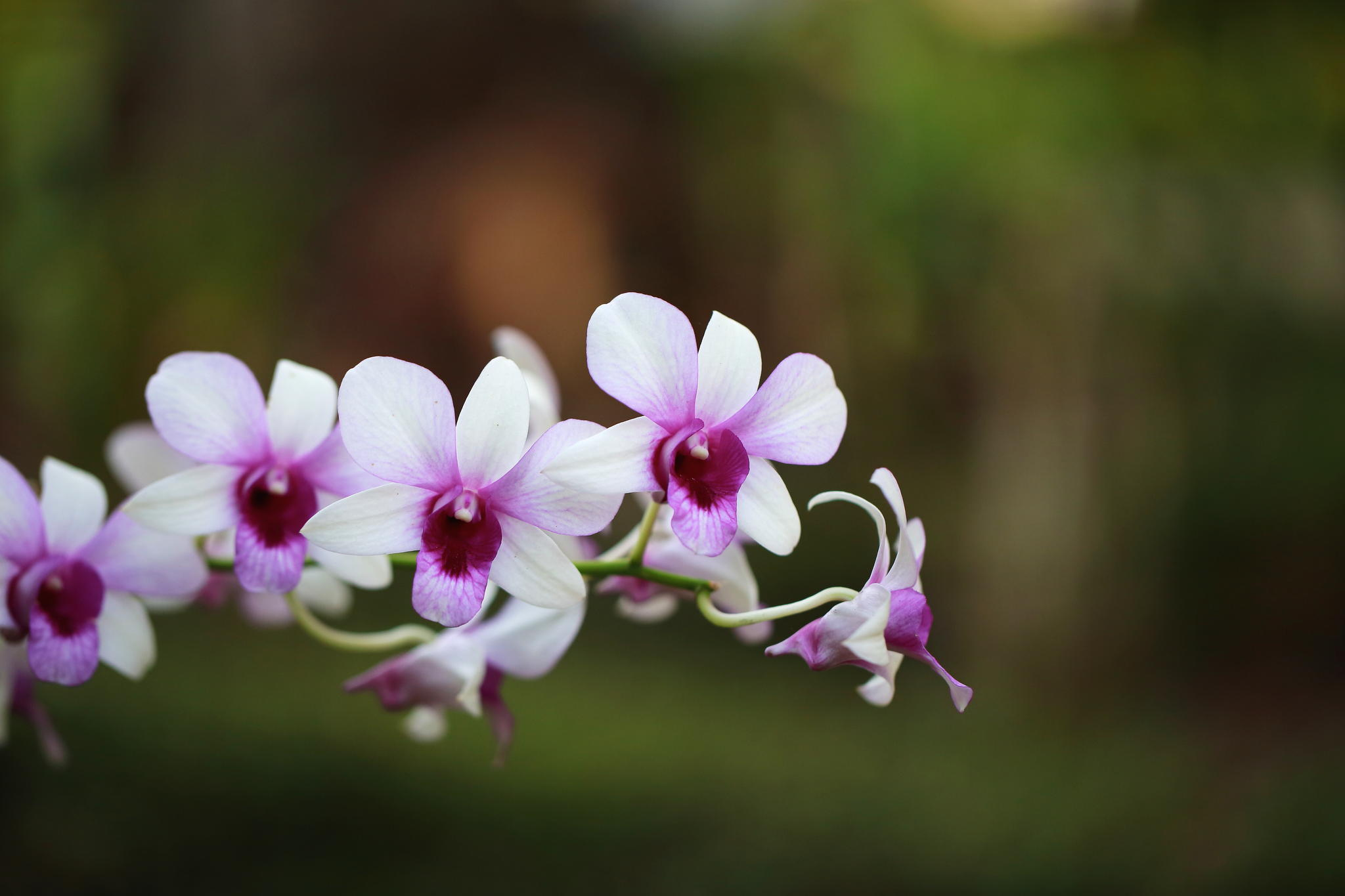 Orchid Flowers Wallpapers By Wallpaperxyz - Orchid Hd - HD Wallpaper 