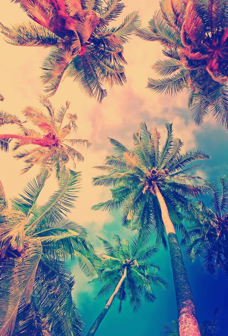 Wallpaper, Summer, And Palm Trees Image - Popular Wallpaper Iphone 5s - HD Wallpaper 