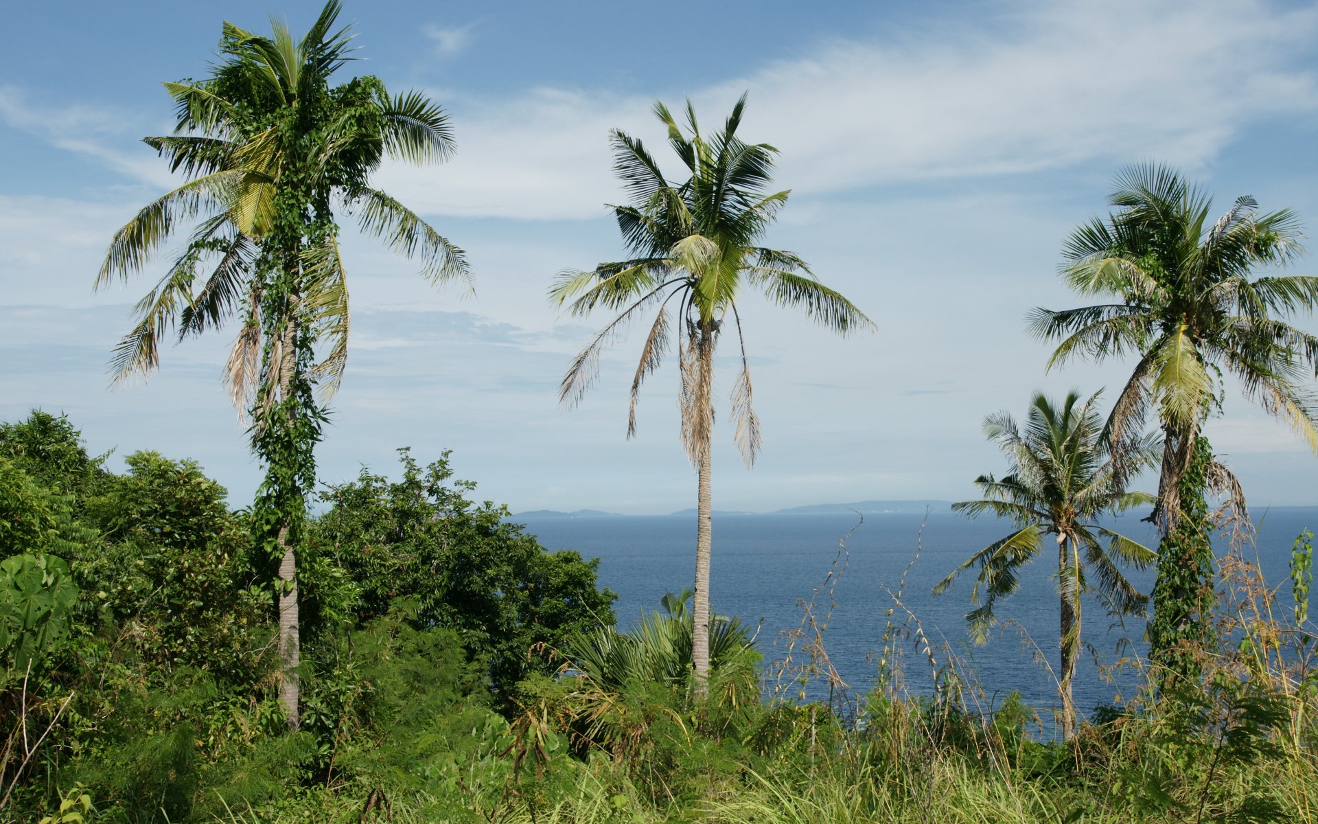Palm Trees Ocean View - Coconut Tree - 1920x1200 Wallpaper Palm Trees Ocean View - Coconut Tree - 1920x1200 Wallpaper
