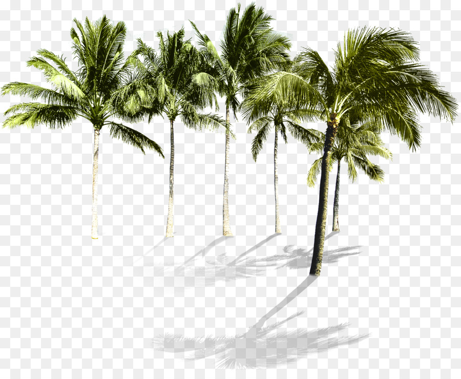Transparent Background Palm Trees Png - HD Wallpaper 