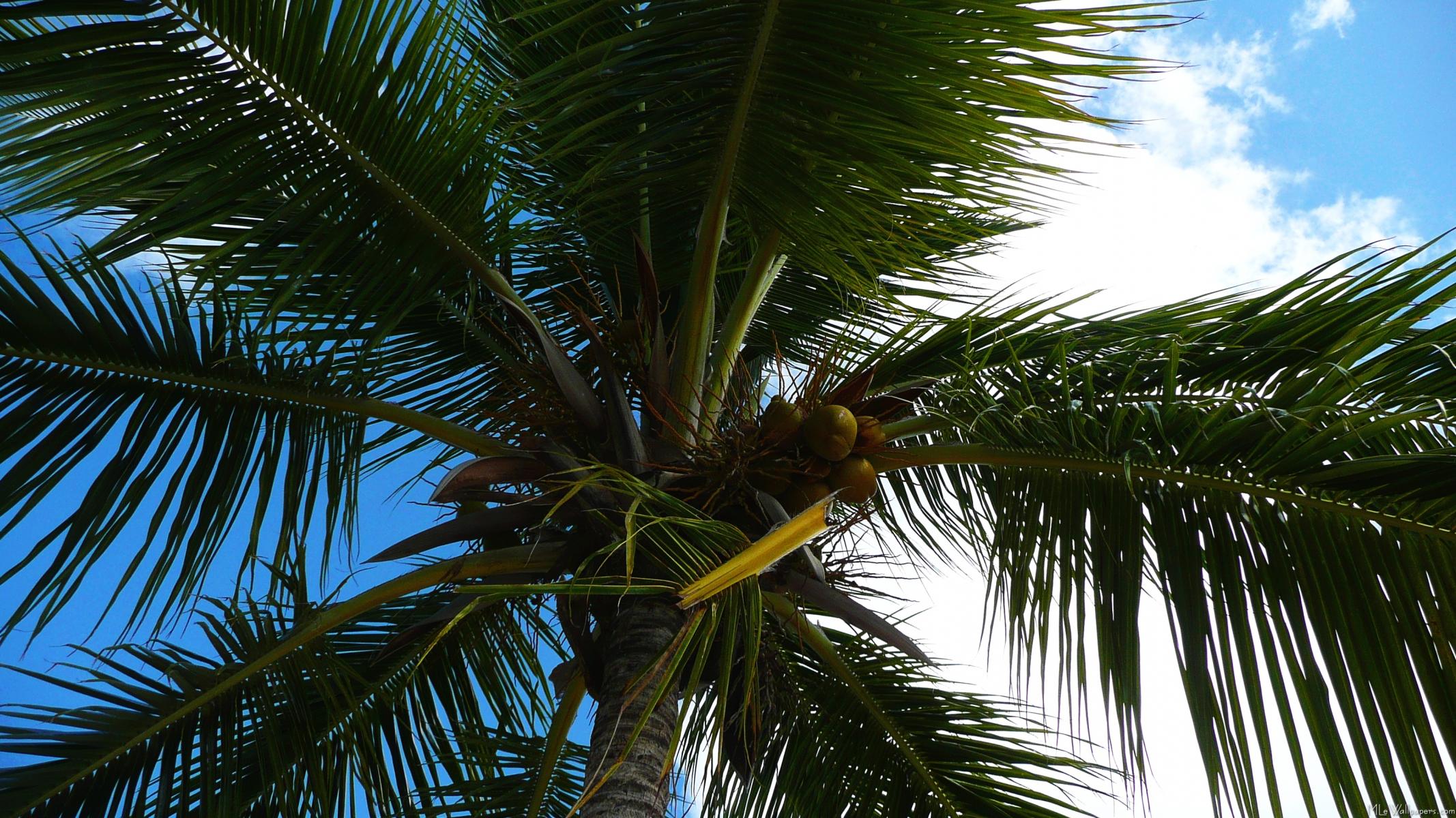 Looking Up To Coconut Palm - Attalea Speciosa - HD Wallpaper 