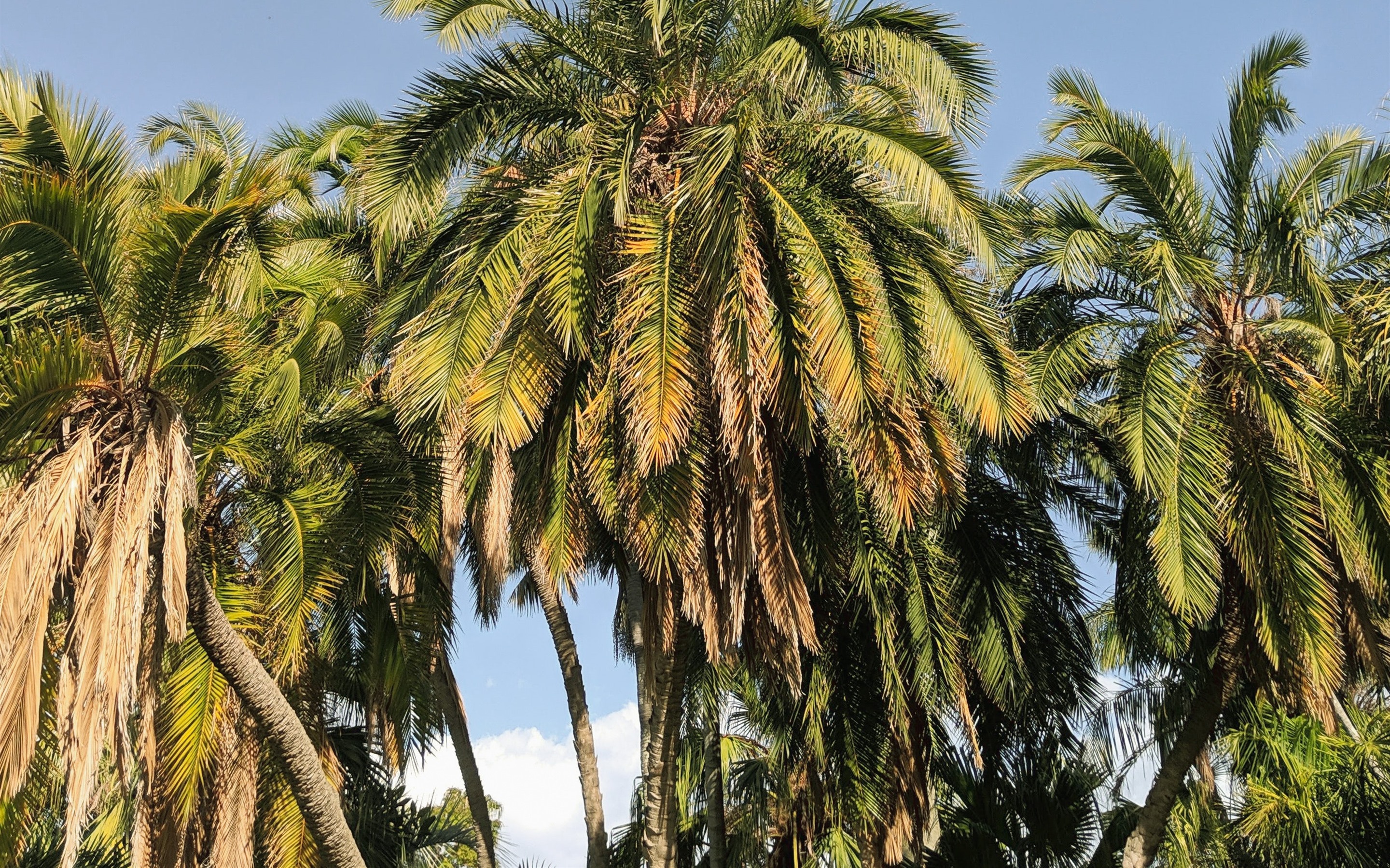 Wallpaper Coconut Trees, Sky, Tropical - Coconut - HD Wallpaper 