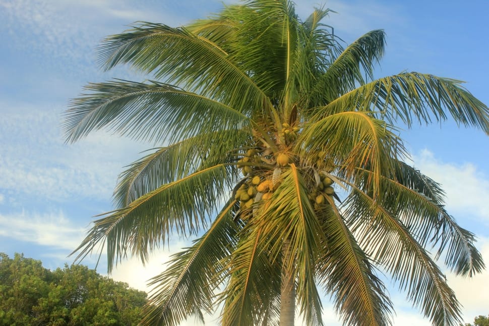 Green Coconut Tree Preview - Coconut Tree Images Free Download - HD Wallpaper 