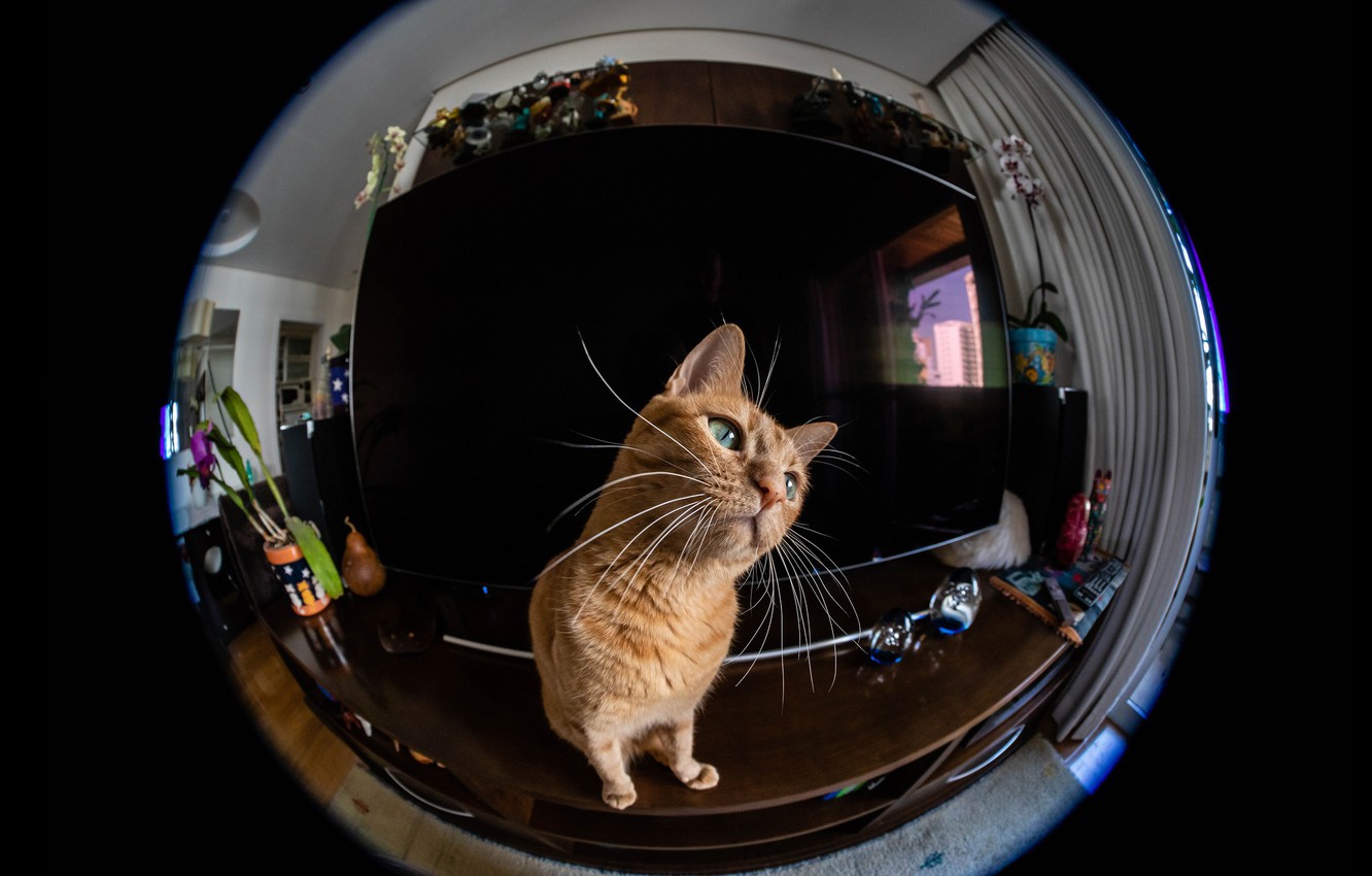 Photo Wallpaper Cat, Cat, Look, Reflection, Room, Round, - Arabian Mau - HD Wallpaper 