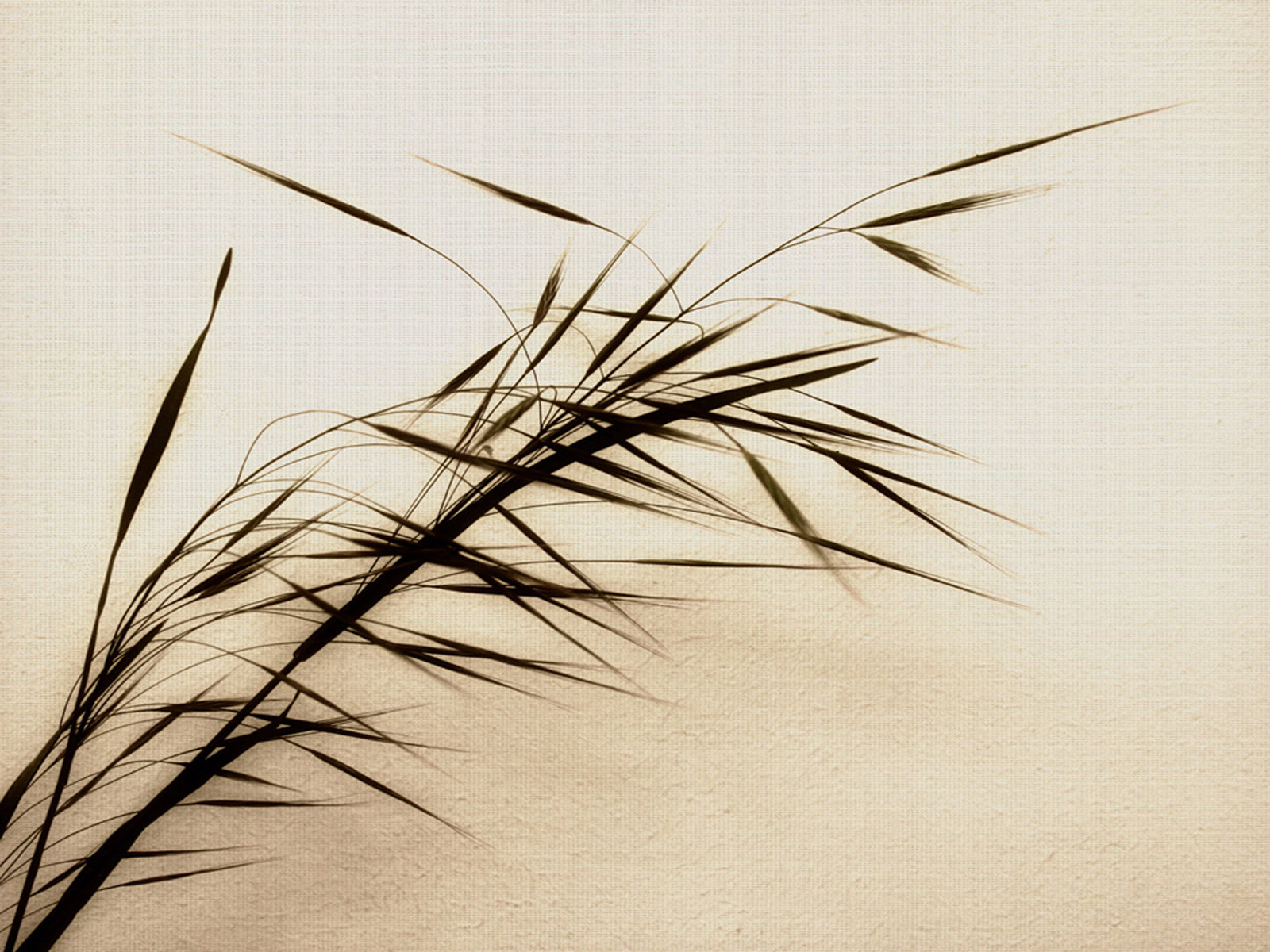 Wisp - Zen Wallpaper Hd - HD Wallpaper 