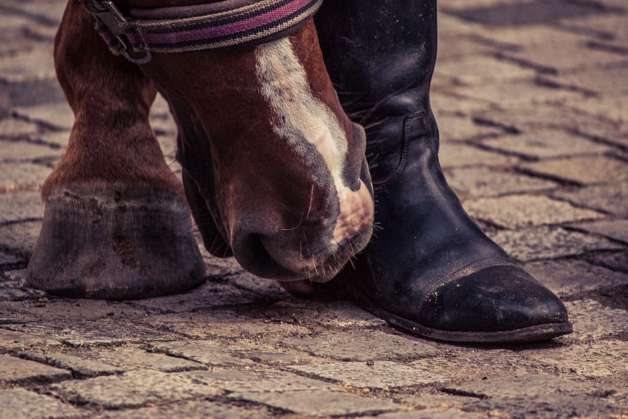 Horse Sniffing On Person S Boot, Huf, Boots, Horse - Botas Pie De Caballo - HD Wallpaper 
