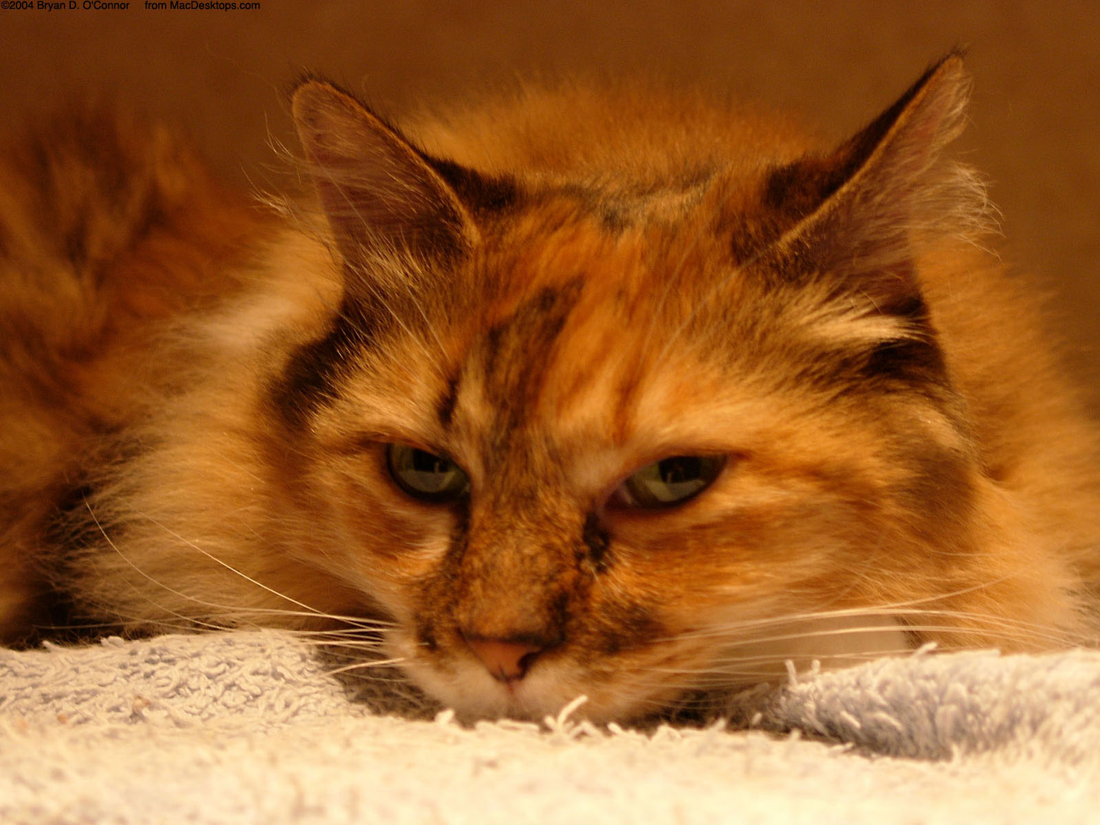 Rare Cat - Rare Cat Hd - HD Wallpaper 