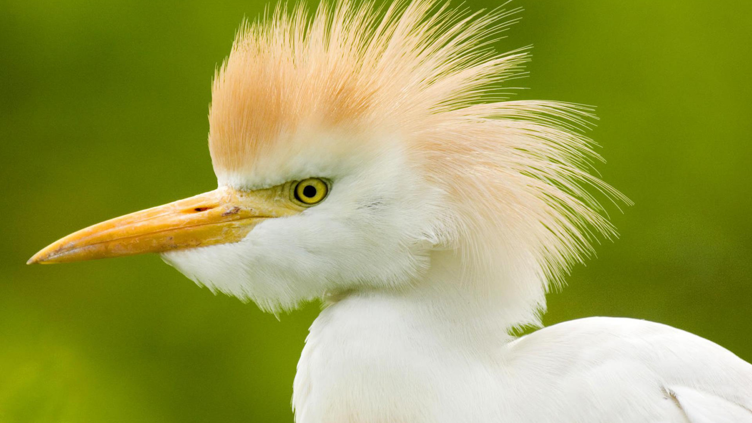 Birds - HD Wallpaper 