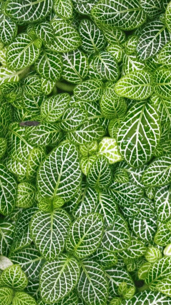 Rare Green Leaves Iphone Plus Wallpaper Pic Hwb214590 - Wallpaper - HD Wallpaper 