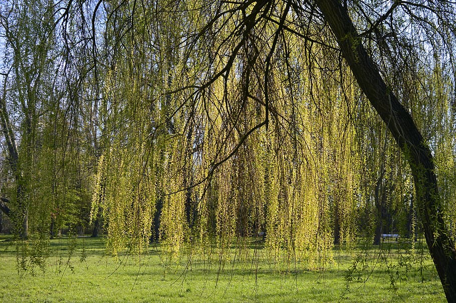 Weeping Willow, Salix Babylonica, Pasture, Willow Family, - Salix Arbol - HD Wallpaper 