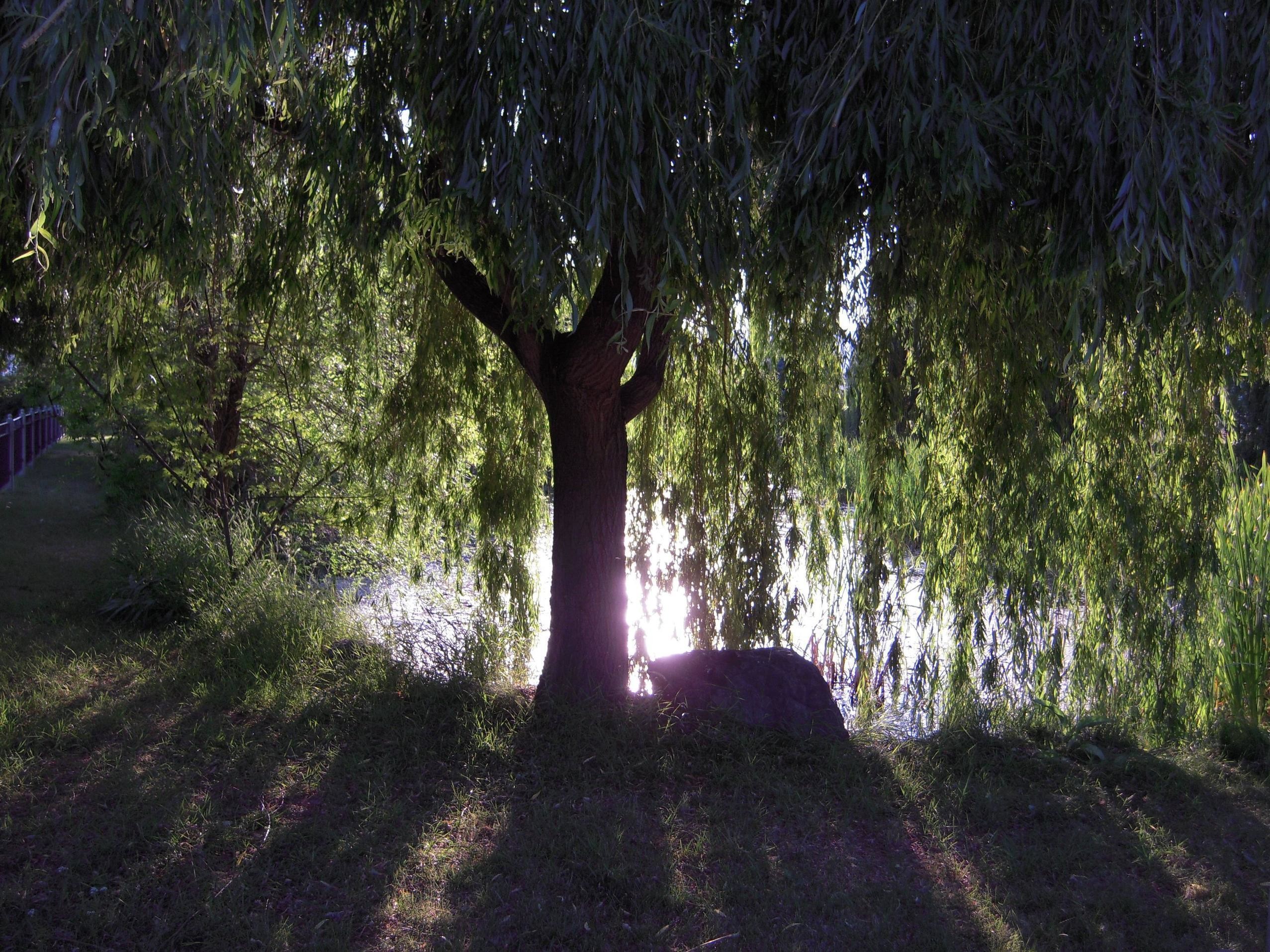 Weeping Willow Wallpaper 
 Data Src Amazing Weeping - Willow Tree At Night - HD Wallpaper 