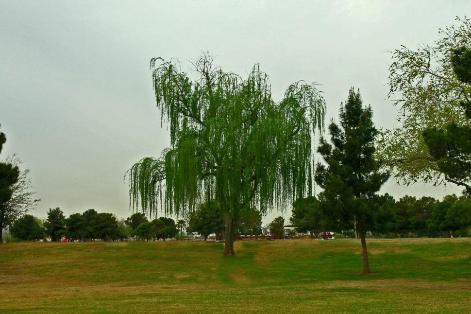 Weeping Willow Wallpaper,trees Hd Wallpaper,weeping - Weeping Willow - HD Wallpaper 