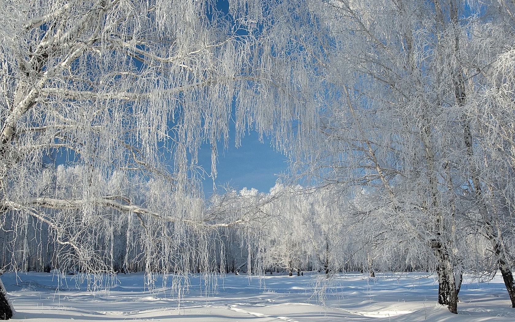 Wallpaper - Weeping Willow Tree Desktop Background - HD Wallpaper 