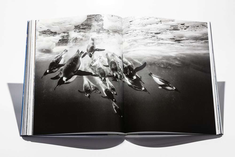 Born To Ice Paul Nicklen - HD Wallpaper 