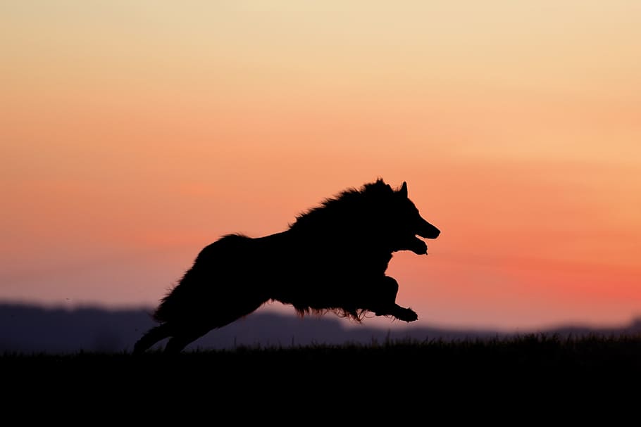 Silhouette Photography Of Animal, Sunset, Belgian Shepherd - Coucher De Soleil Chien - HD Wallpaper 