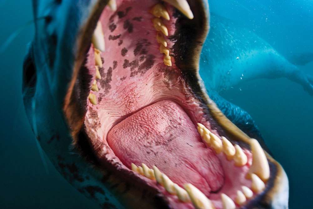 Paul Nicklen - HD Wallpaper 