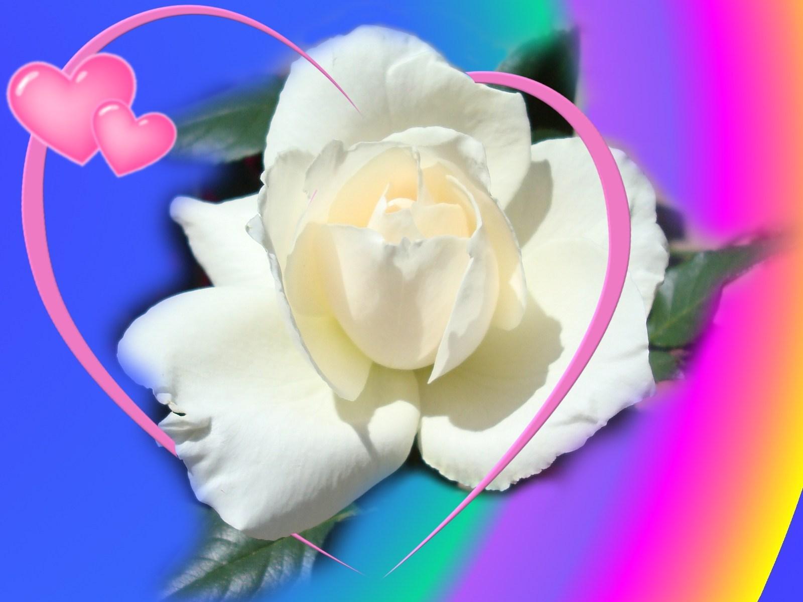 Flower White Rose Love - HD Wallpaper 
