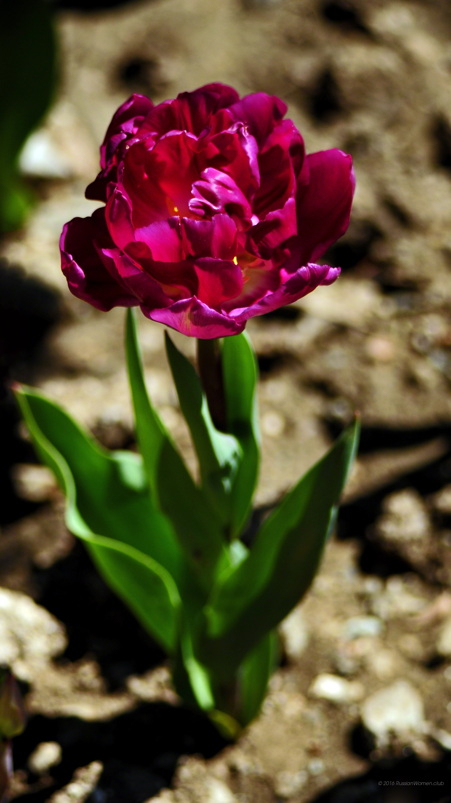 Motorola Moto X Style Background - Mobile Phone - HD Wallpaper 