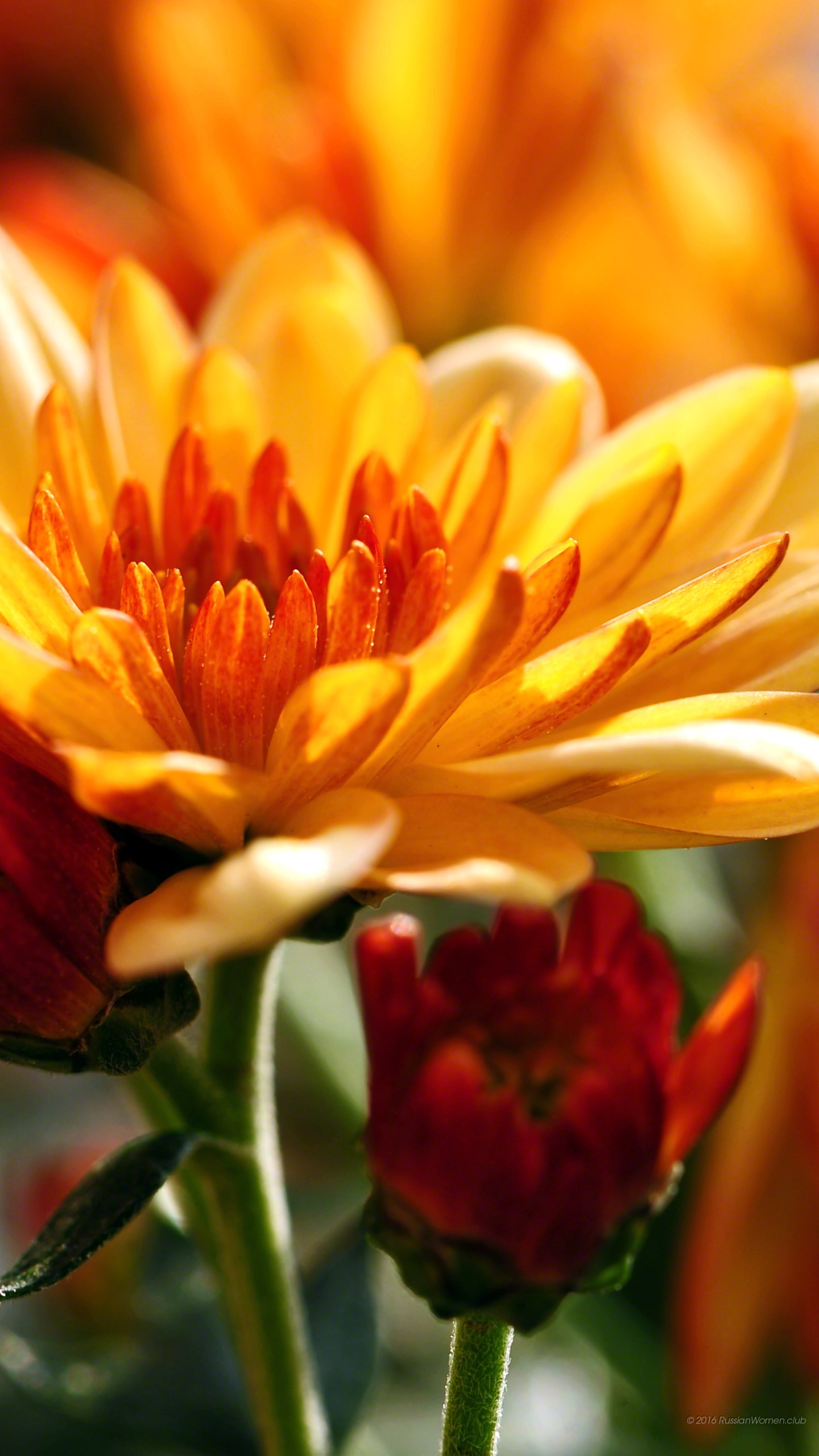 Lg V20 Background - Chrysanths - HD Wallpaper 