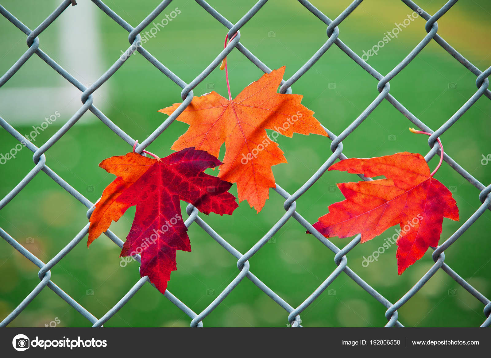 Canadian Flag Happy Canada Day - HD Wallpaper 