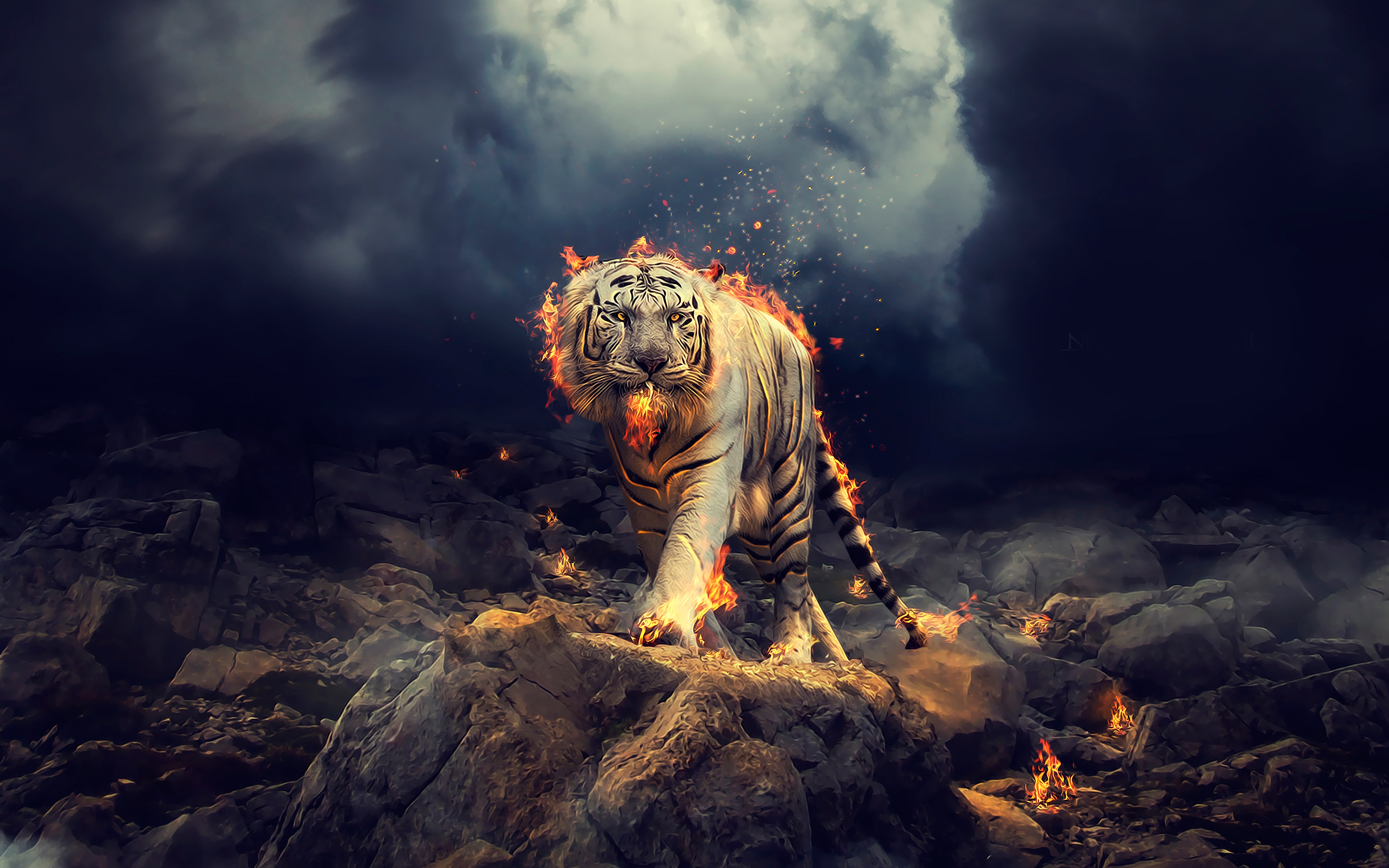 Raging White Tiger Wallpapers - White Tiger Hd - HD Wallpaper 