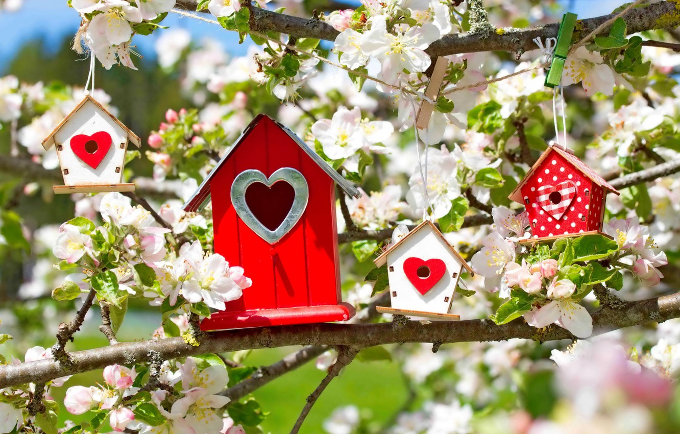 Photo Wallpaper Flowers, Branches, Tree, Heart, Spring, - Spring Birdhouse In Tree - HD Wallpaper 