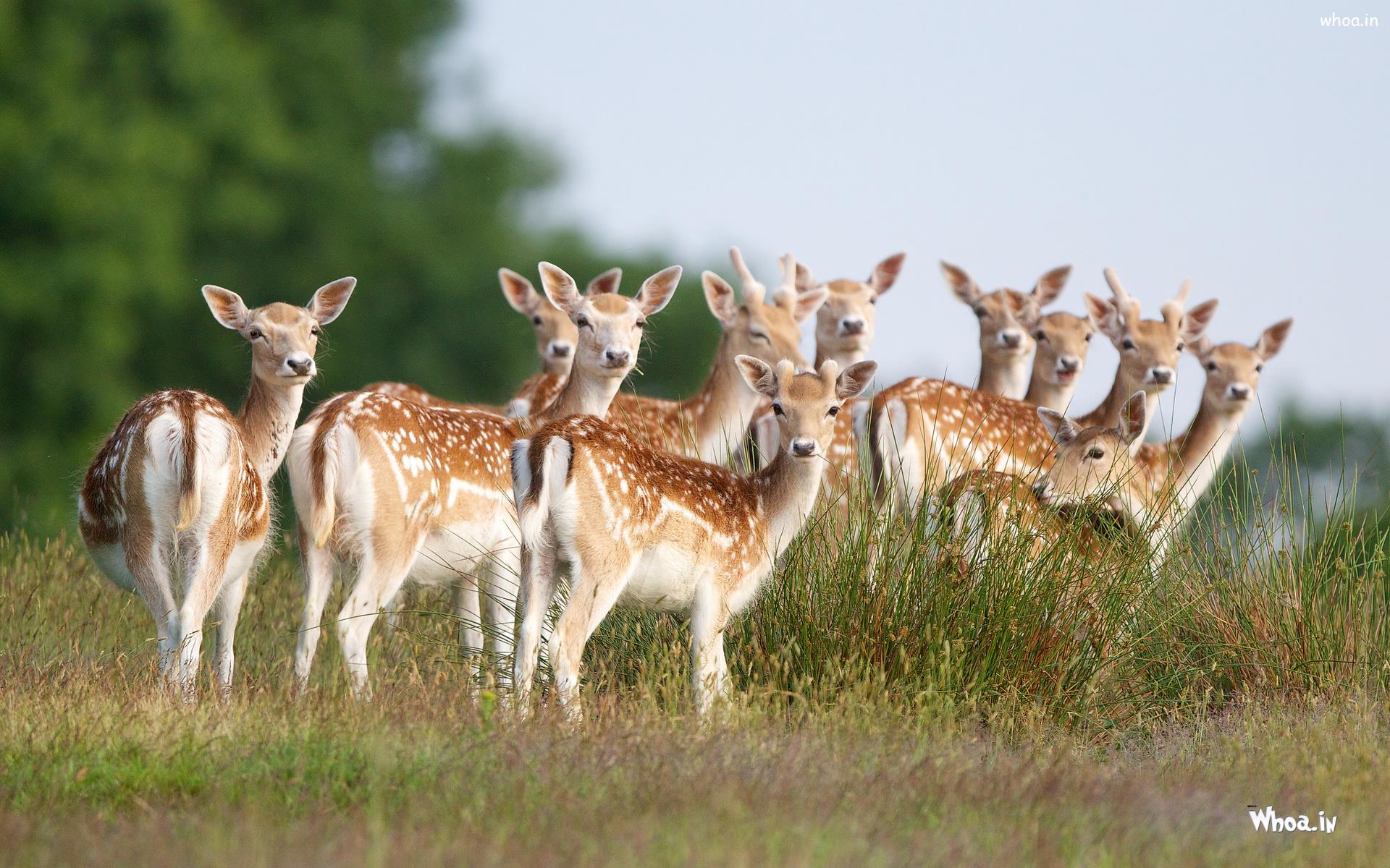 Group Of Deer Desktop Wallpaper - Group Of Baby Deer - HD Wallpaper 