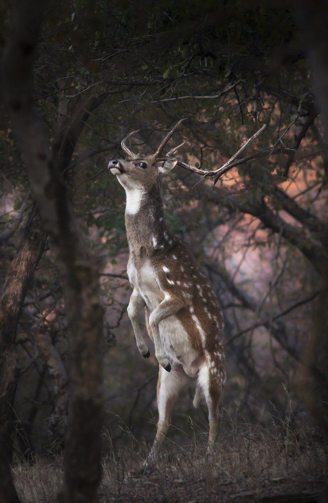 Axis Deer 669x1024 Wallpaper teahub.io
