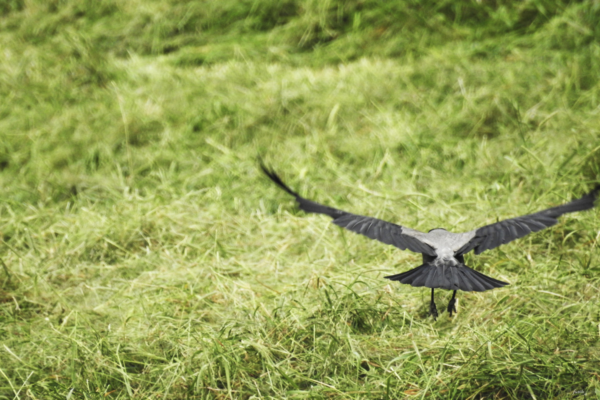 Eagle - HD Wallpaper 