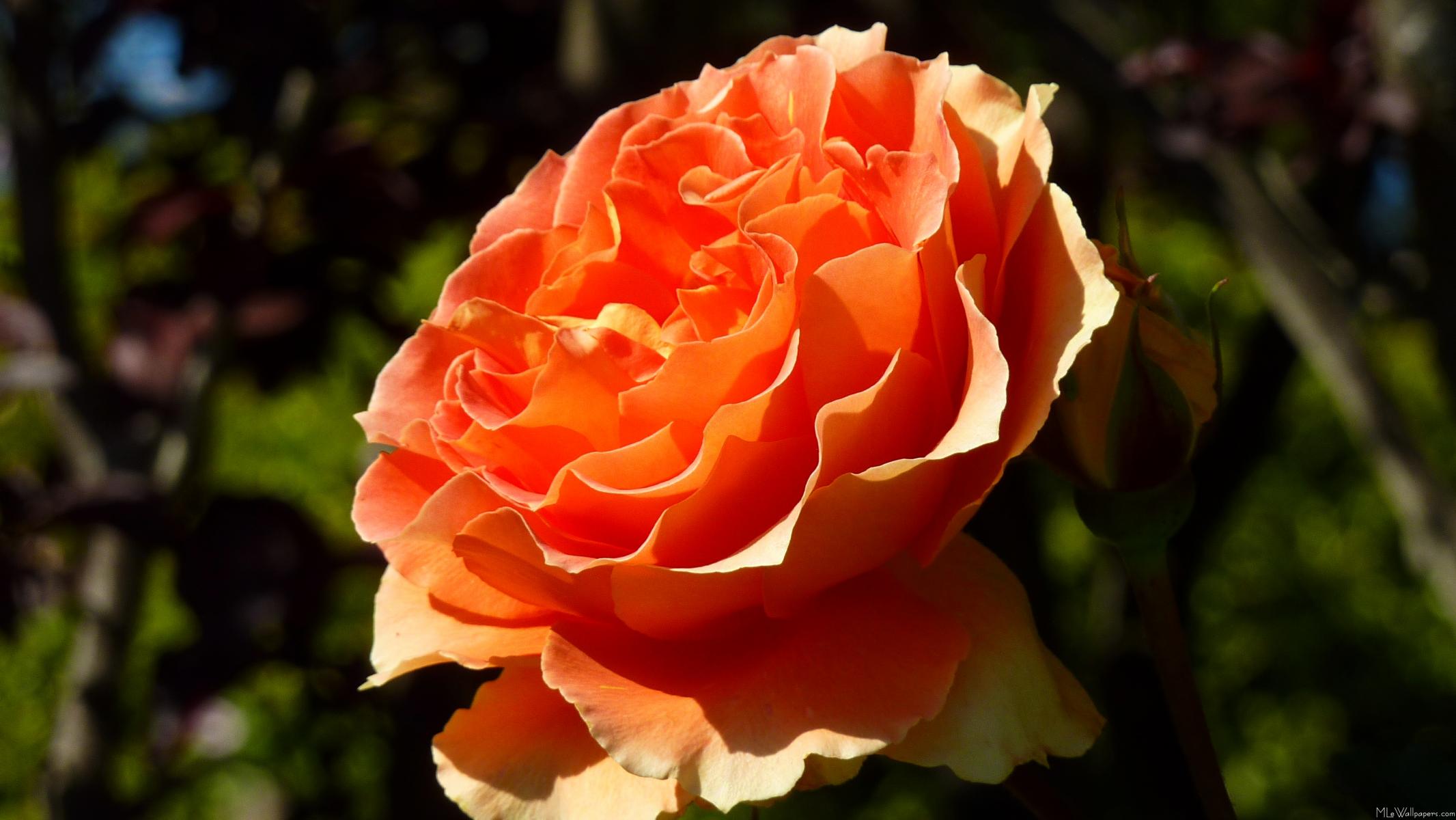 Orange Rose Ii - Hybrid Tea Rose - HD Wallpaper 