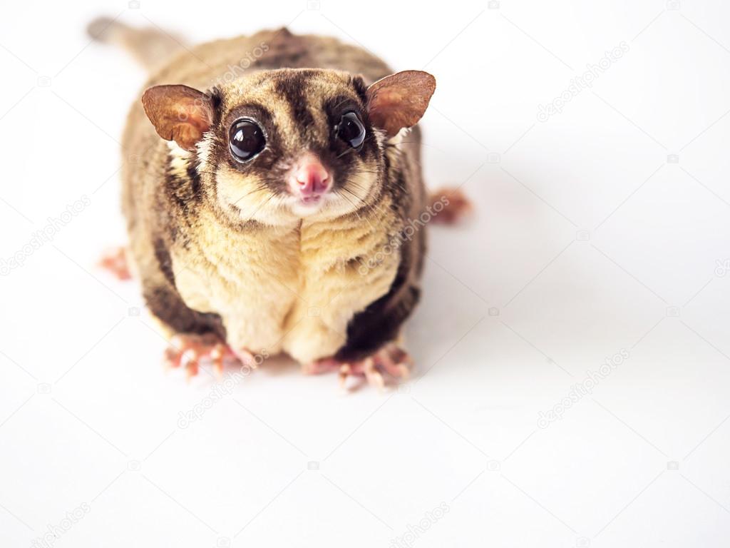 Fat Sugar Gliders - HD Wallpaper 