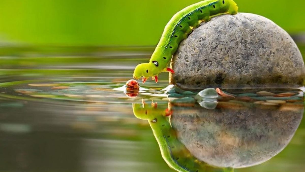 Animal Misfits Nature Hd Wallpaper - HD Wallpaper 