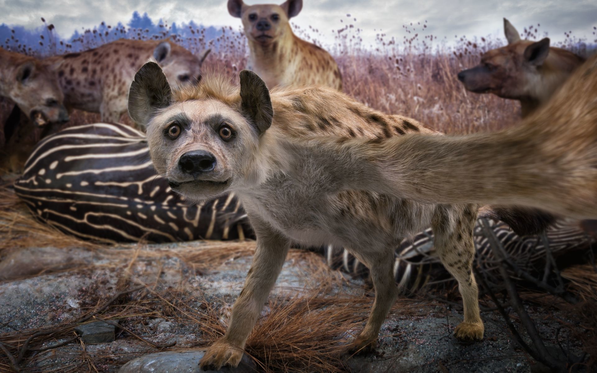 Hyena Selfie - HD Wallpaper 