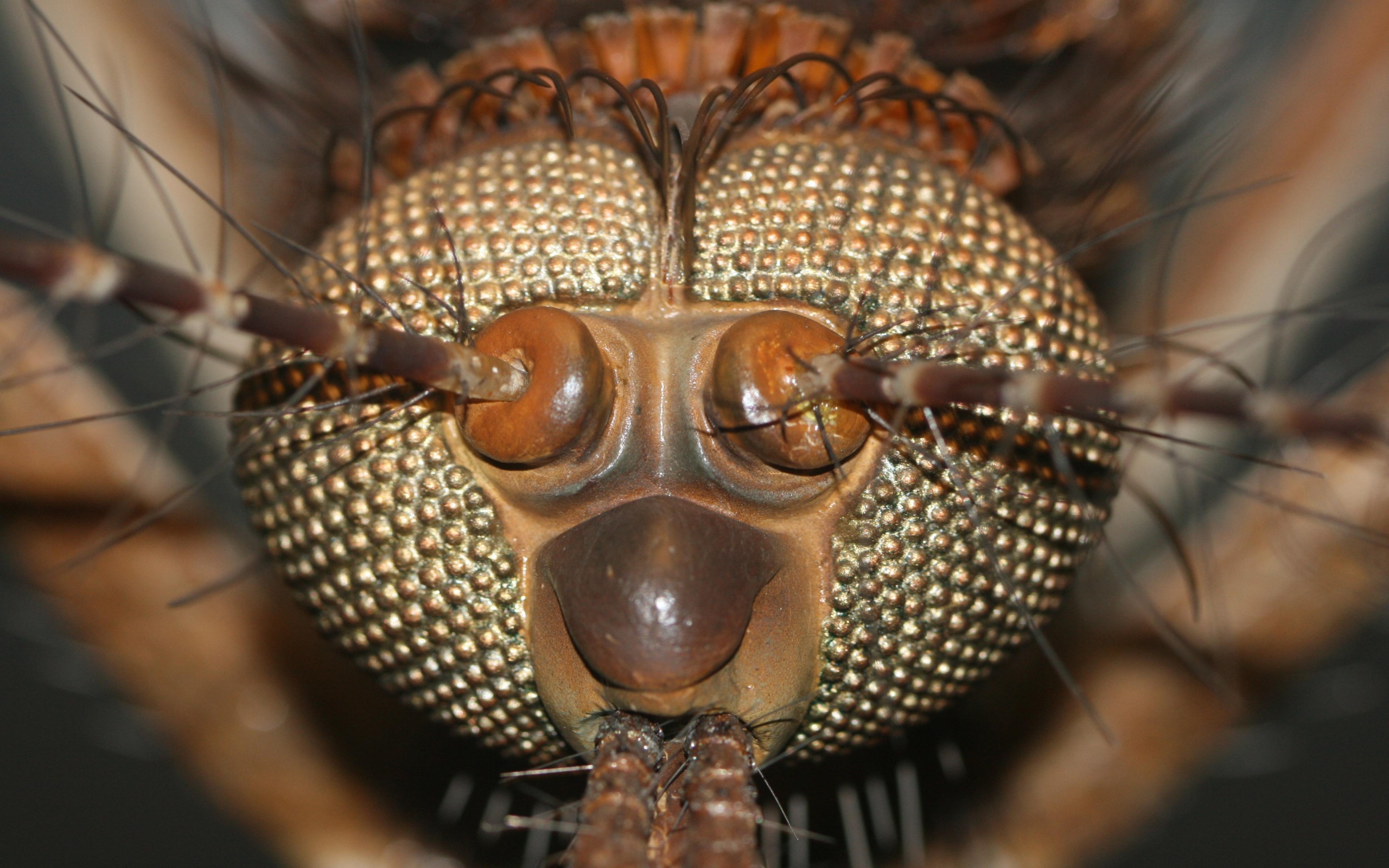 Close Up Insect Head - HD Wallpaper 