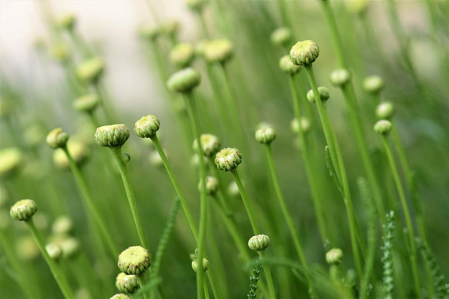 Selective Focus Photo Of Green Petaled Flowers, Olive - HD Wallpaper 