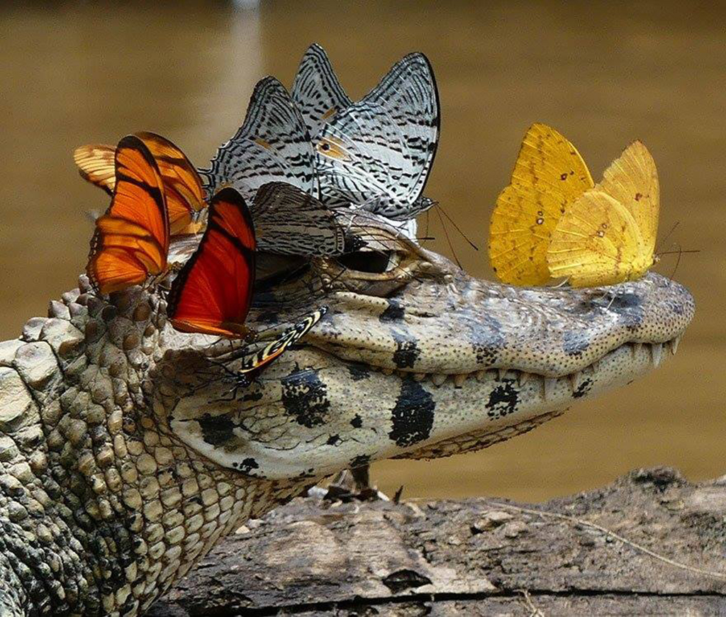Crocodile Butterflies - HD Wallpaper 