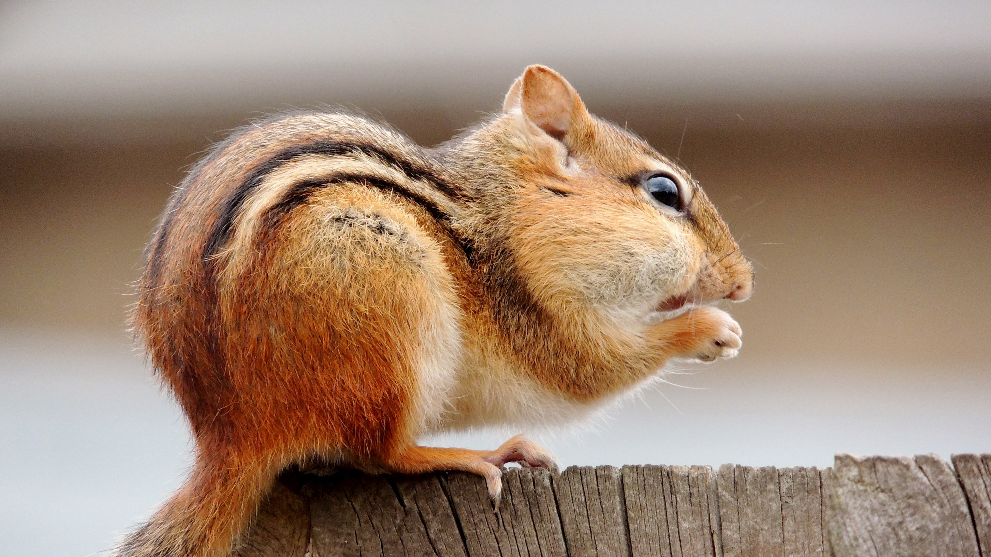 Chipmunk Twitch