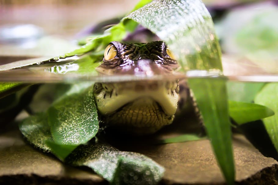 Memphis, United States, Memphis Zoo, Baby Croc, Crocodile, - Tortoise - HD Wallpaper 