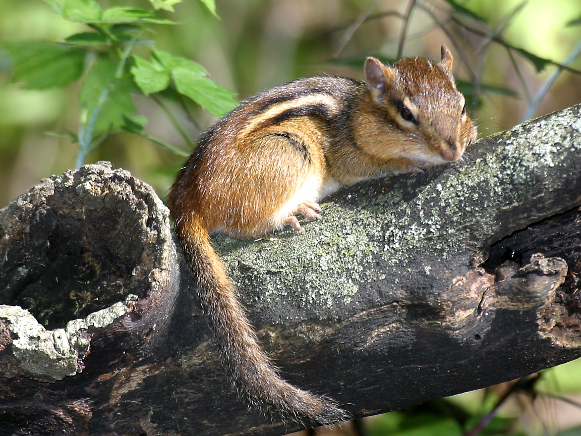 Free Chipmunk - HD Wallpaper 