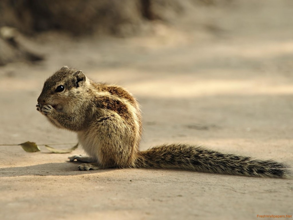 Wallpaper - HD Wallpaper 