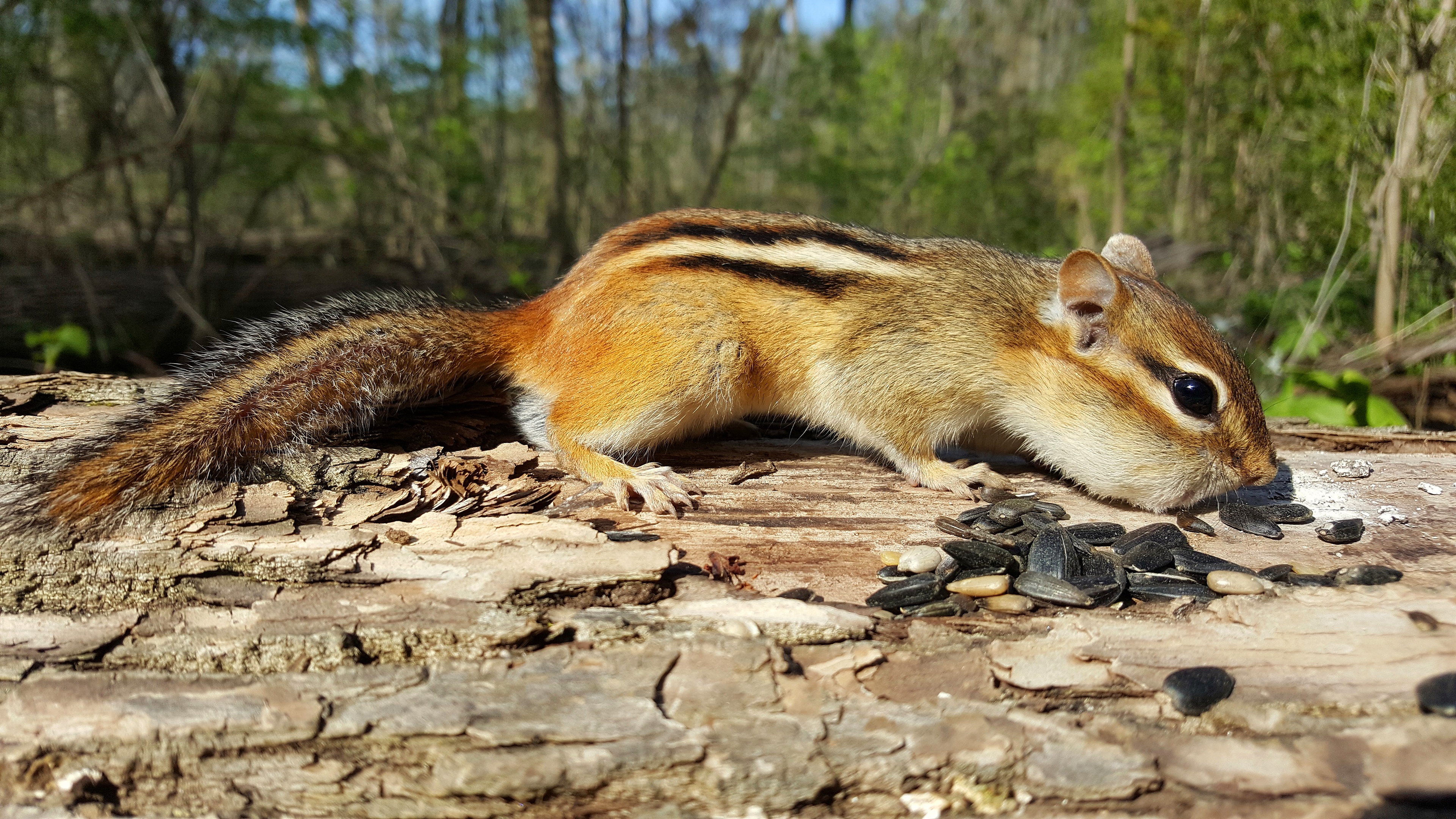 Chipmunk - HD Wallpaper 