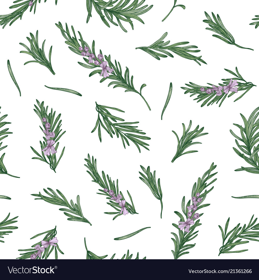 Seamless Pattern Rosemary - HD Wallpaper 