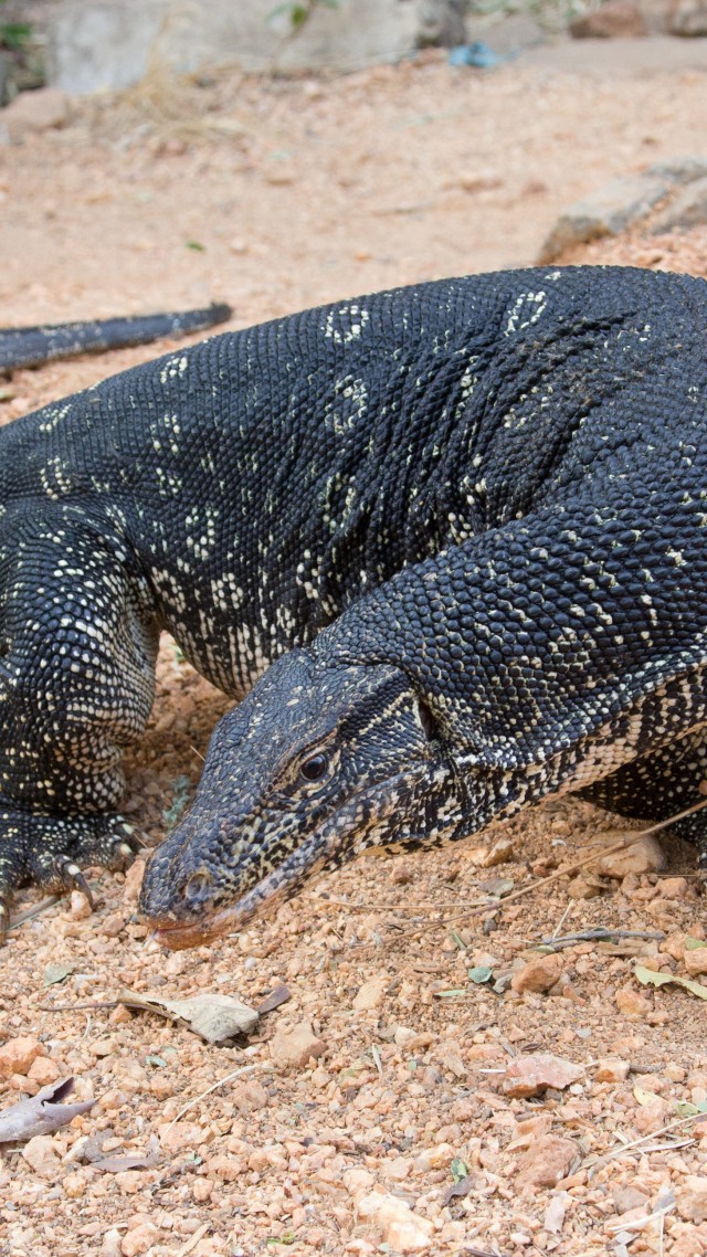 Comodo Dragon, Varanus Salvator, South Asia, Lizard, - Varanus Salvator - HD Wallpaper 