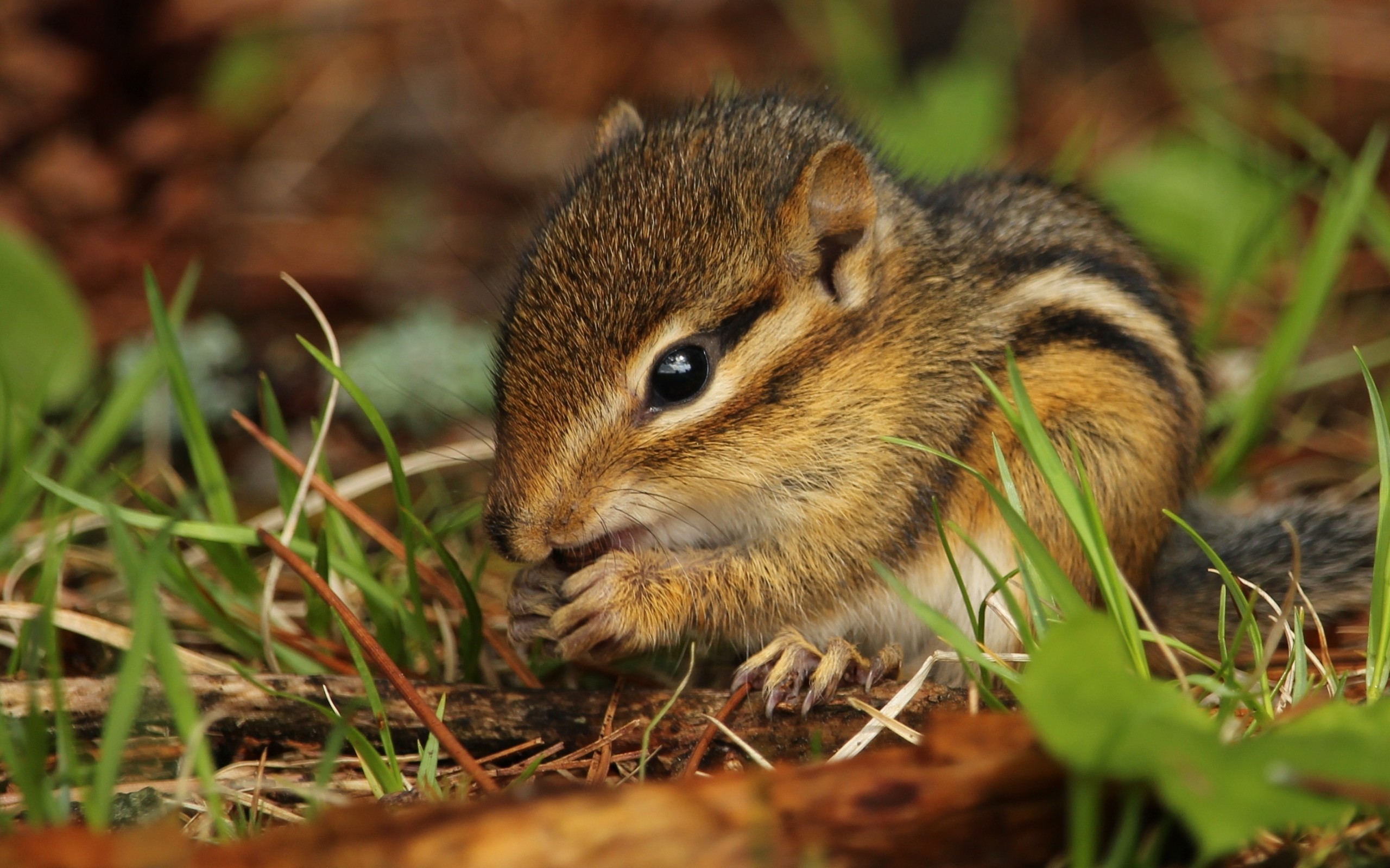 Chipmunk, Close-up, Rodent, Eating - HD Wallpaper 