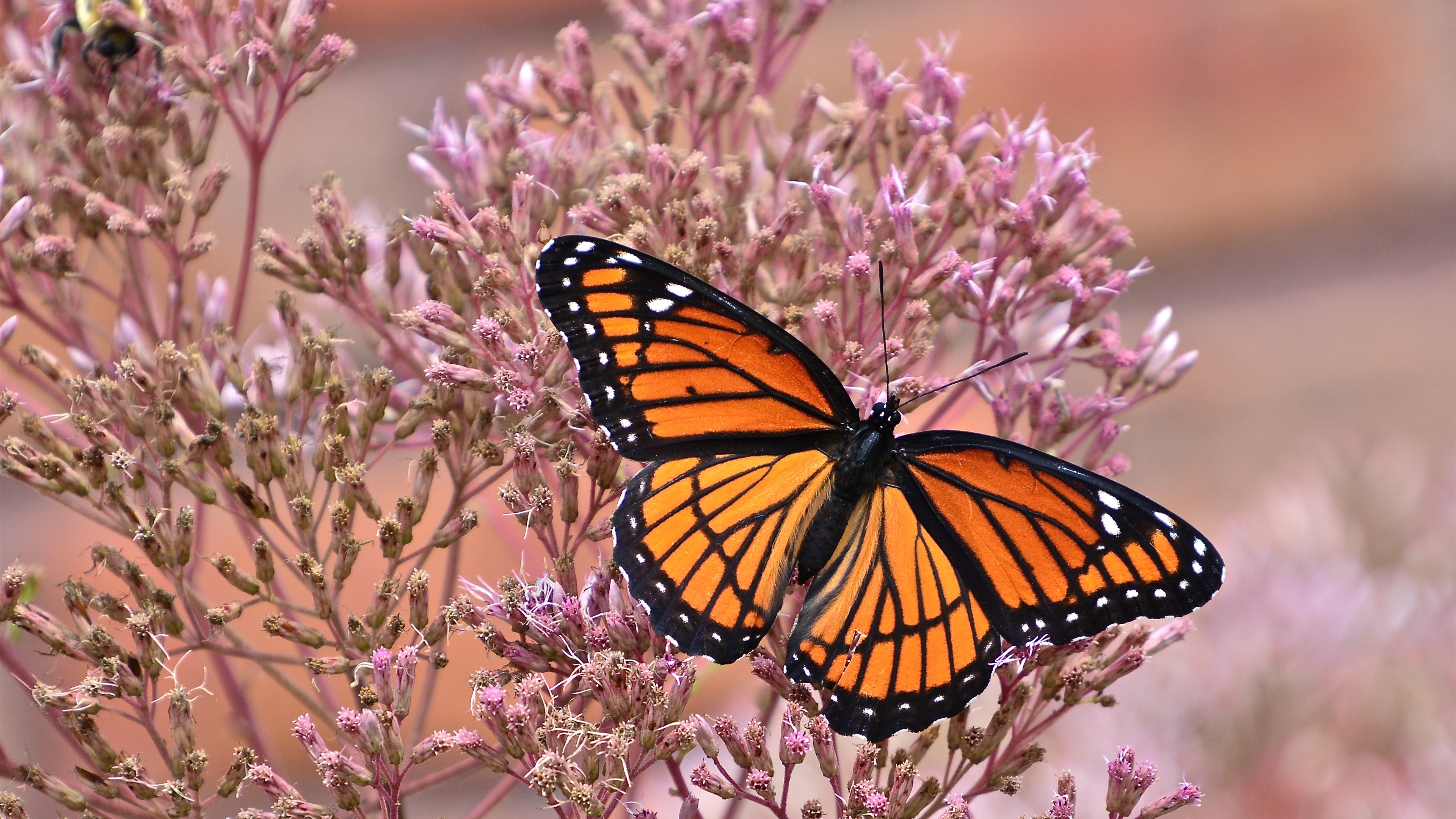 Wallpaper Butterfly, Wings, Pink Little Flowers, Insect - Viceroy Butterfly - HD Wallpaper 