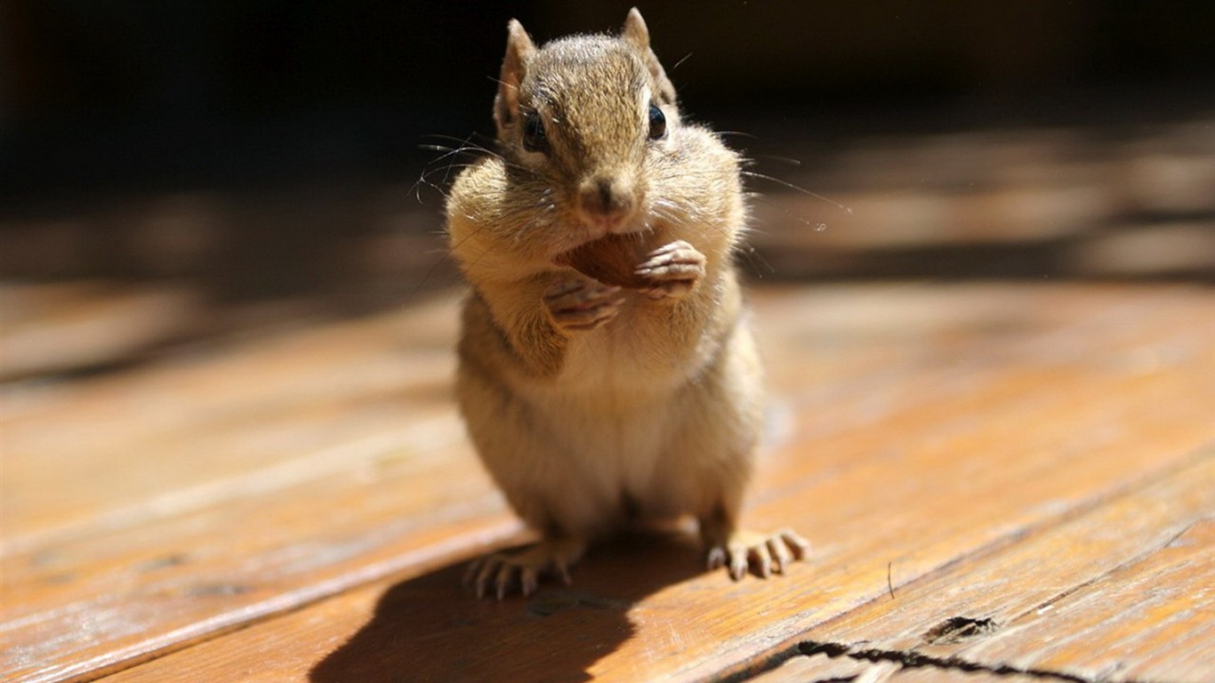 Cute Chipmunk Wallpaper - +cute Animal - HD Wallpaper 