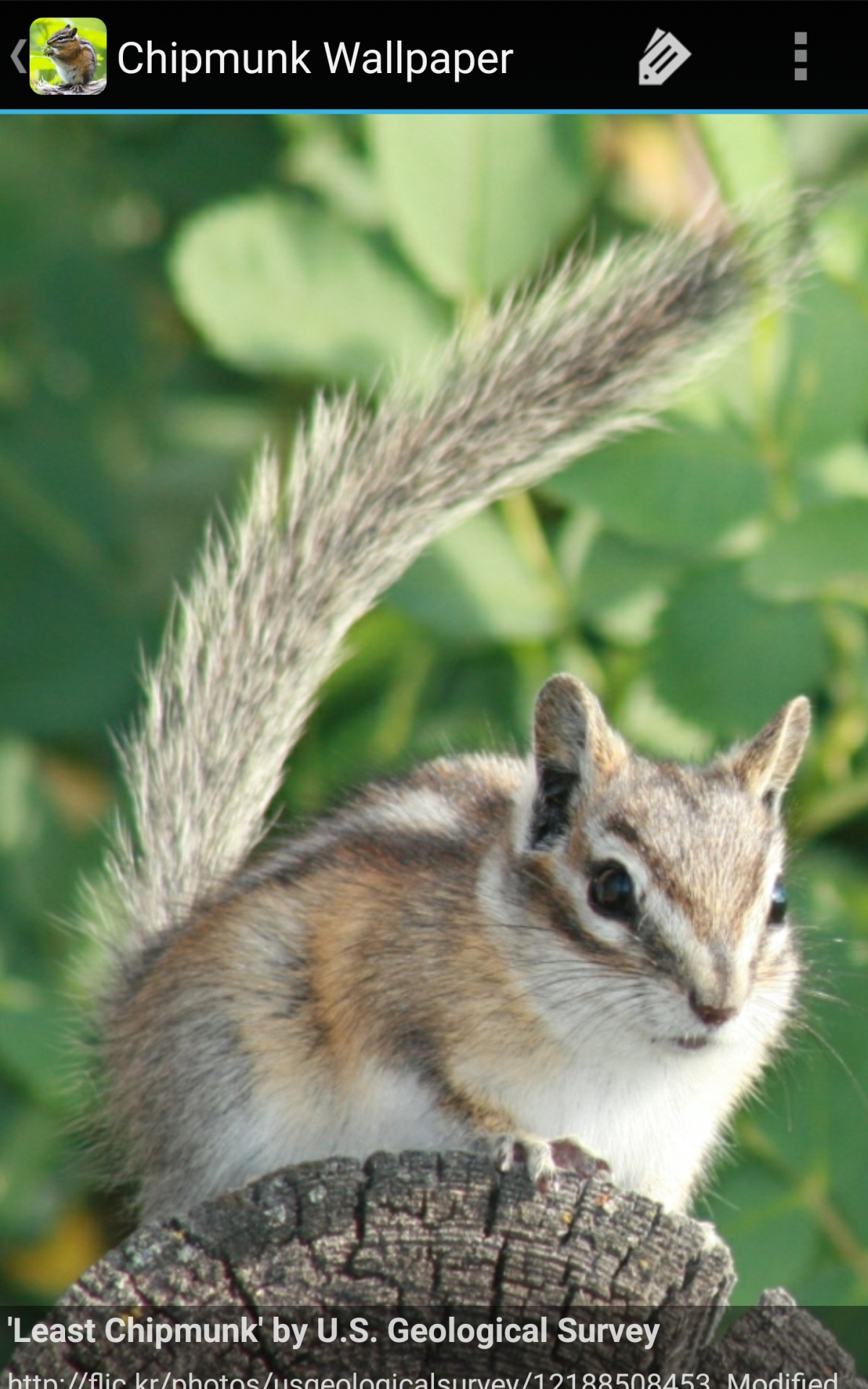 Eastern Chipmunk - HD Wallpaper 