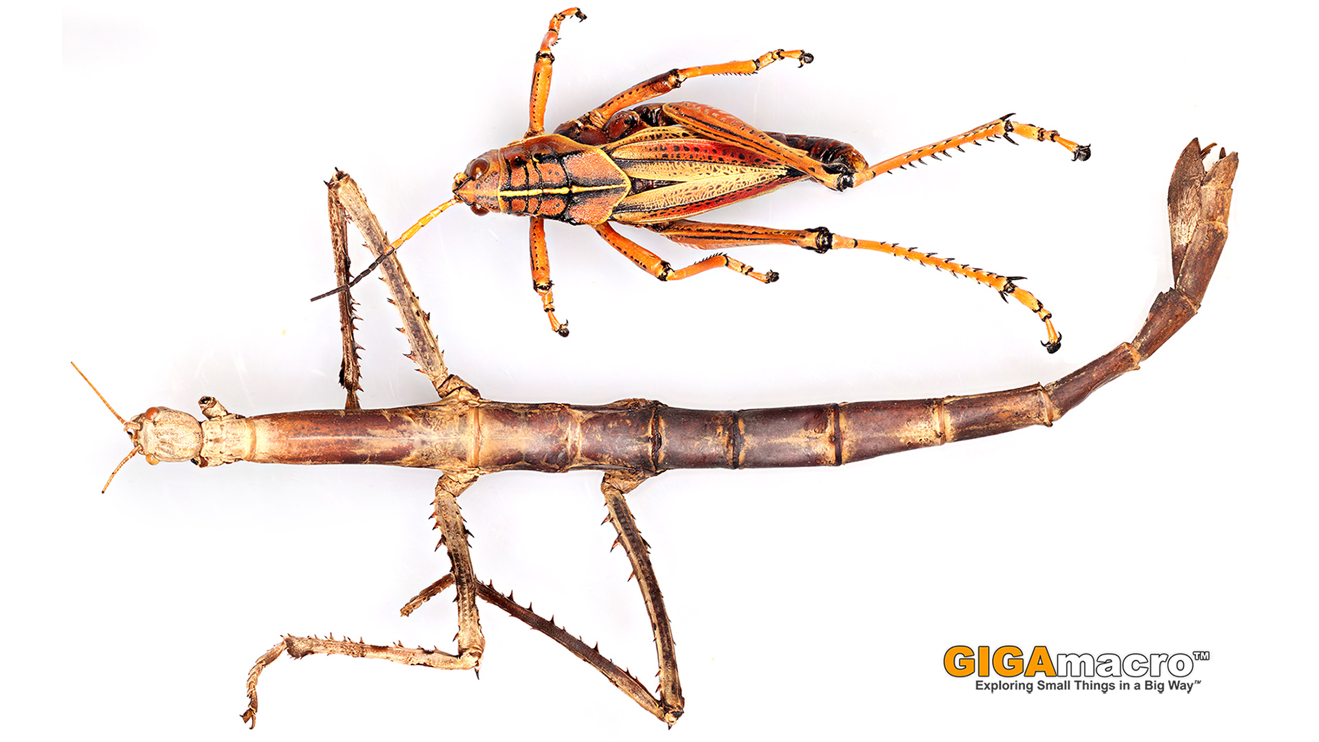 Walking Stick Insect - HD Wallpaper 