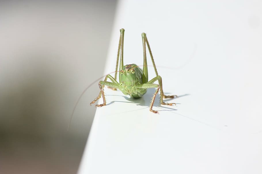 Insect, Grasshopper, Green, Nature, Home, Viridissima, - HD Wallpaper 