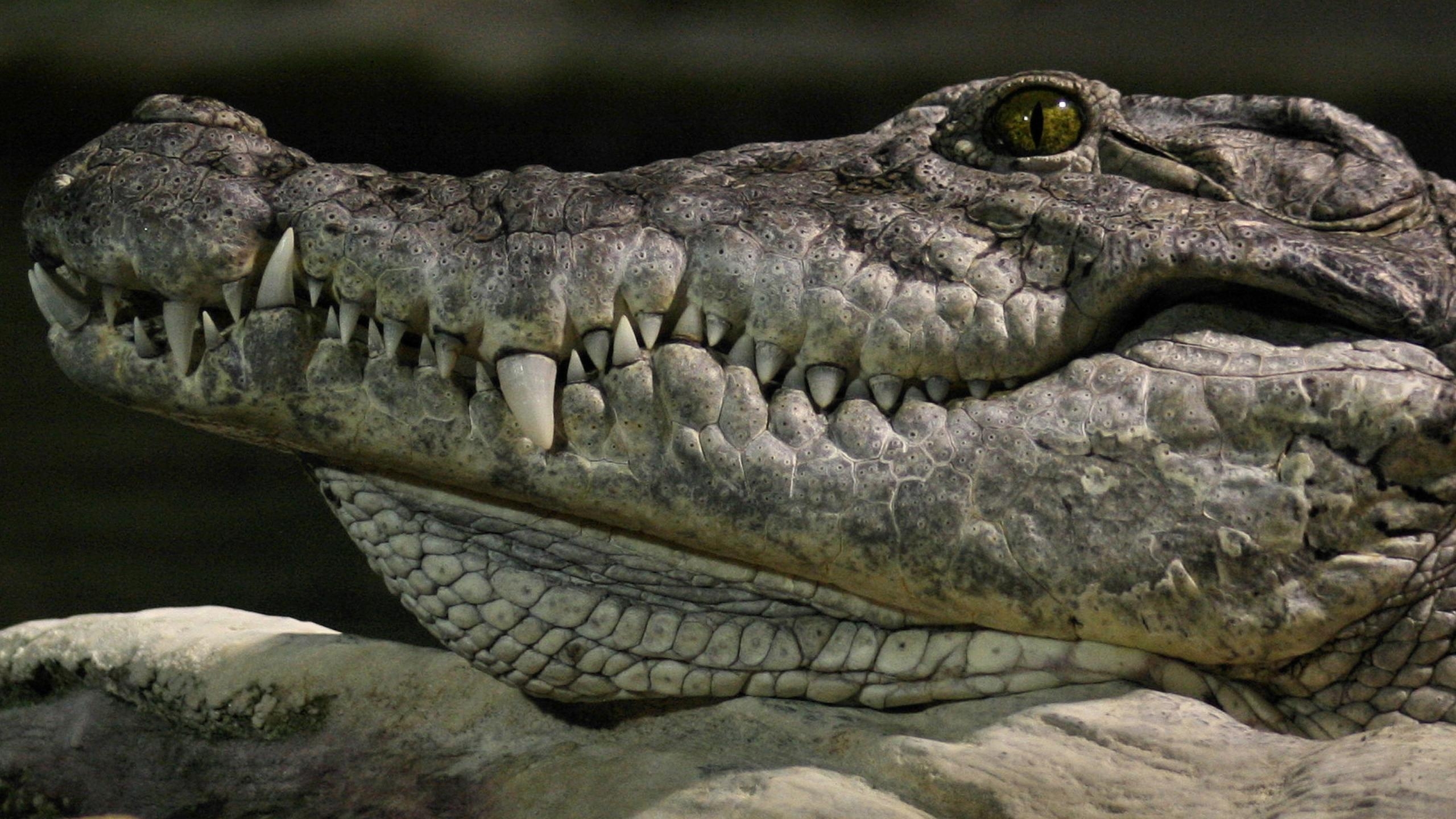 Crocodile Wallpapers Hd - HD Wallpaper 